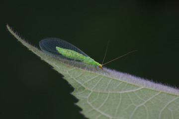Chrysopa megacephala on green leaf