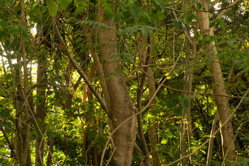 Green foliage in sunlight
