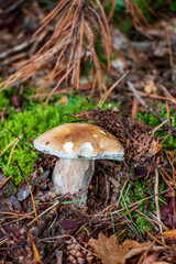 Boletus edulis (king bolete) mushroom growing in the woods