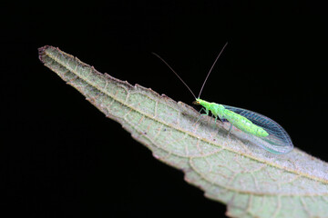 Chrysopa megacephala on green leaf