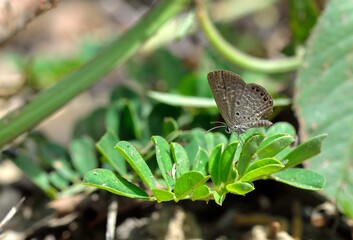 Butterfly (Freyeria putli formosanus) Taiwan's smallest gray butterfly 