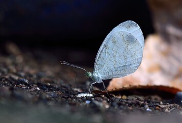 Obraz premium Butterfly (Jamides alecto dromicus) Psyche butterfly. 