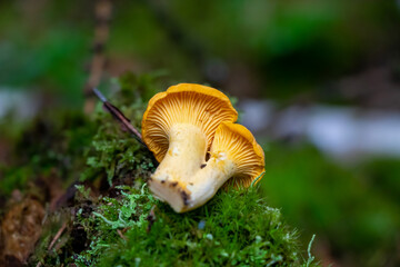 Golden chanterelle (Cantharellus cibarius) in the woods © Barbora Batokova