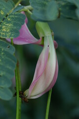 close up image of Pink Turi (Sesbania grandiflora) flower is eaten as a vegetable and medicine. The leaves are regular and rounded. The fruit is like flat green beans, long, and thin, out of focus
