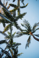 Fototapeta na wymiar pine branches against blue sky