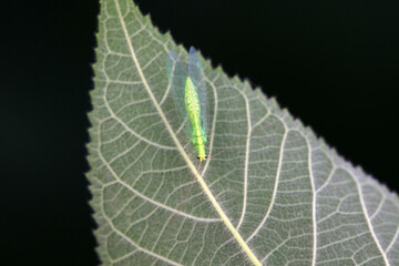 Chrysopa megacephala on green leaf