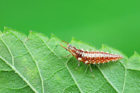 Chrysopa megacephala larvae on green leaves