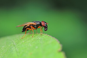 Flies on plants in the nature, North China Plain
