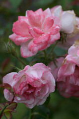 pink rose in garden