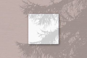 Natural light casts shadows from a Spruce branch on square sheet of white textured paper lying on a pink background