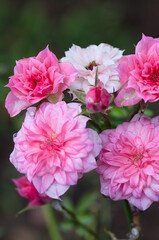 close up of pink flowers