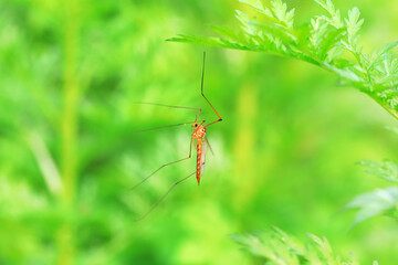 Big mosquito lives on weeds