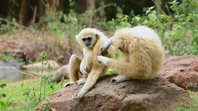 lar gibbon perched on a boulder and rest in forest
