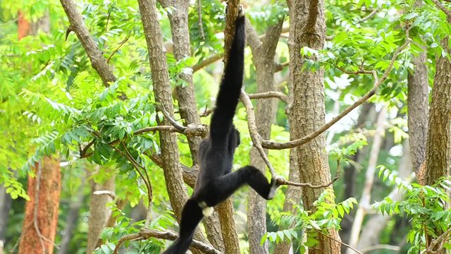 Lar gibbon cute monkey holding and hanging on rope.