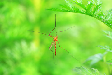 Big mosquito lives on weeds