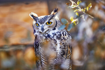 Great Horned Owl sitting inside a bush