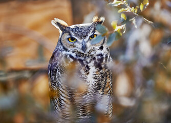 Great Horned Owl sitting inside a bush