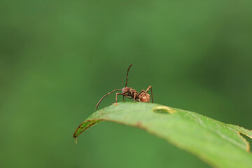 stinkbug on plant leaves in nature, North China Plain