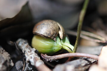Nut is sprouting on the ground covered with fallen leaves.