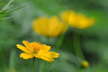 Closeup of yellow Cosmos caudatus flower in the garden