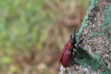 Coraliomela brunnea (Barata-do-coqueiro, Falsa-barata-das-palmeiras, falsa-barata-do-coqueiro) . Brazilian beetle, palm pest.