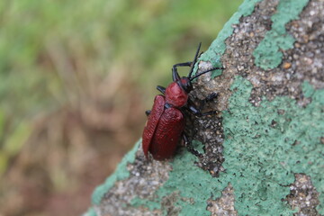 Coraliomela brunnea (Barata-do-coqueiro, Falsa-barata-das-palmeiras, falsa-barata-do-coqueiro) . Brazilian beetle, palm pest.