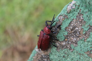 Coraliomela brunnea (Barata-do-coqueiro, Falsa-barata-das-palmeiras, falsa-barata-do-coqueiro) . Brazilian beetle, palm pest.