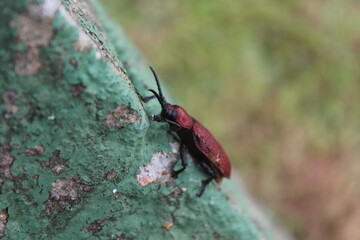 Coraliomela brunnea (Barata-do-coqueiro, Falsa-barata-das-palmeiras, falsa-barata-do-coqueiro) . Brazilian beetle, palm pest.