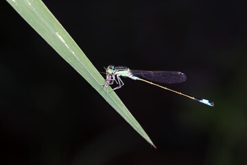 Damselflies perch on green leaves