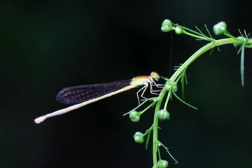 Damselflies perch on green leaves