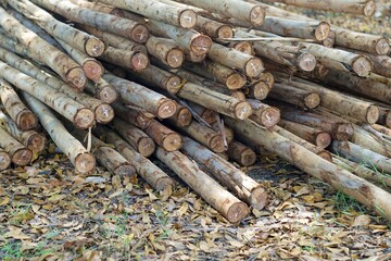 A lot of a eucalyptus wood total on the grounds.