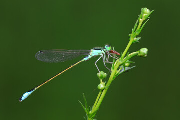 Damselflies perch on green leaves