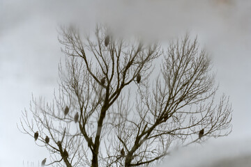 Fototapeta na wymiar Bald Eagle (Haliaeetus leucocephalus) in Fraser Valley, British Columbia, Canada