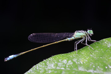 Damselflies perch on green leaves