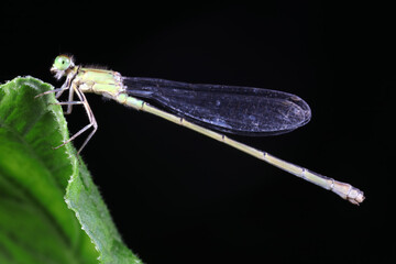 Damselflies perch on green leaves