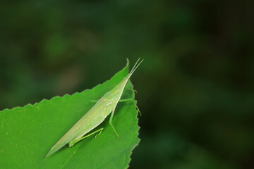 Obraz premium Atractomorpha sinensis lives on weeds in the North China Plain