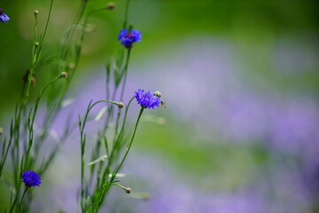 青色のヤグルマギク