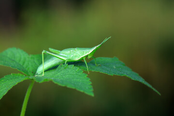 Atractomorpha sinensis lives on weeds in the North China Plain