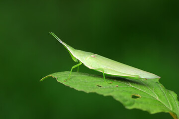 Atractomorpha sinensis lives on weeds in the North China Plain