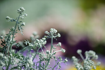 ラゴディアと背景のカラフルな花壇