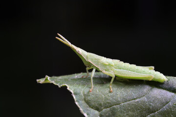 Atractomorpha sinensis lives on weeds in the North China Plain