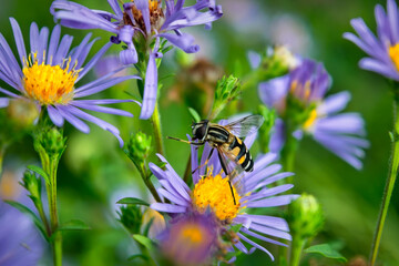 Hoverflies, also called flower flies or syrphid flies, make up the insect family Syrphidae.