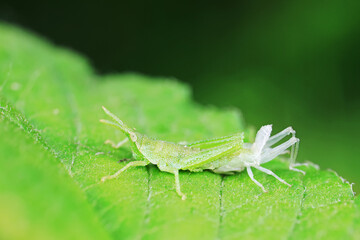 Atractomorpha sinensis Is molting on the weeds
