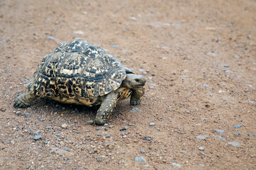 african tortoise