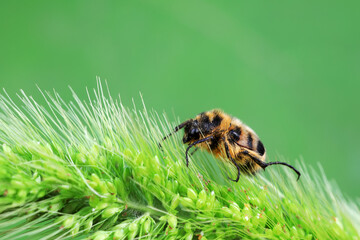 Beetles live on weeds in the North China Plain