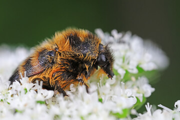 Beetles live on weeds in the North China Plain