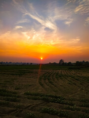 Beautiful landscape with nice sunset over mustard plants. Composition of nature