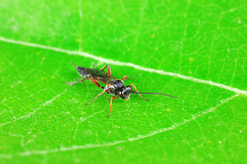 Moths inhabit plants in a natural state, North China Plain