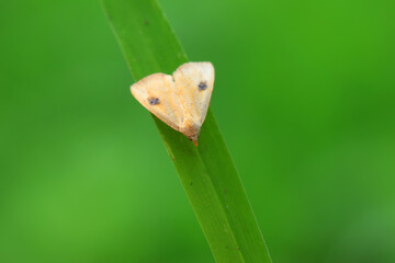 Moths on leaves in nature, North China Plain