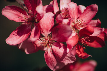 Obraz premium flores